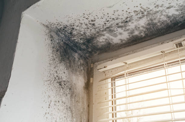 Affordable Mold Remediation solutions in Hamburg, PA