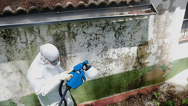 Top rated local Mold Remediation specialists in Hamburg, PA